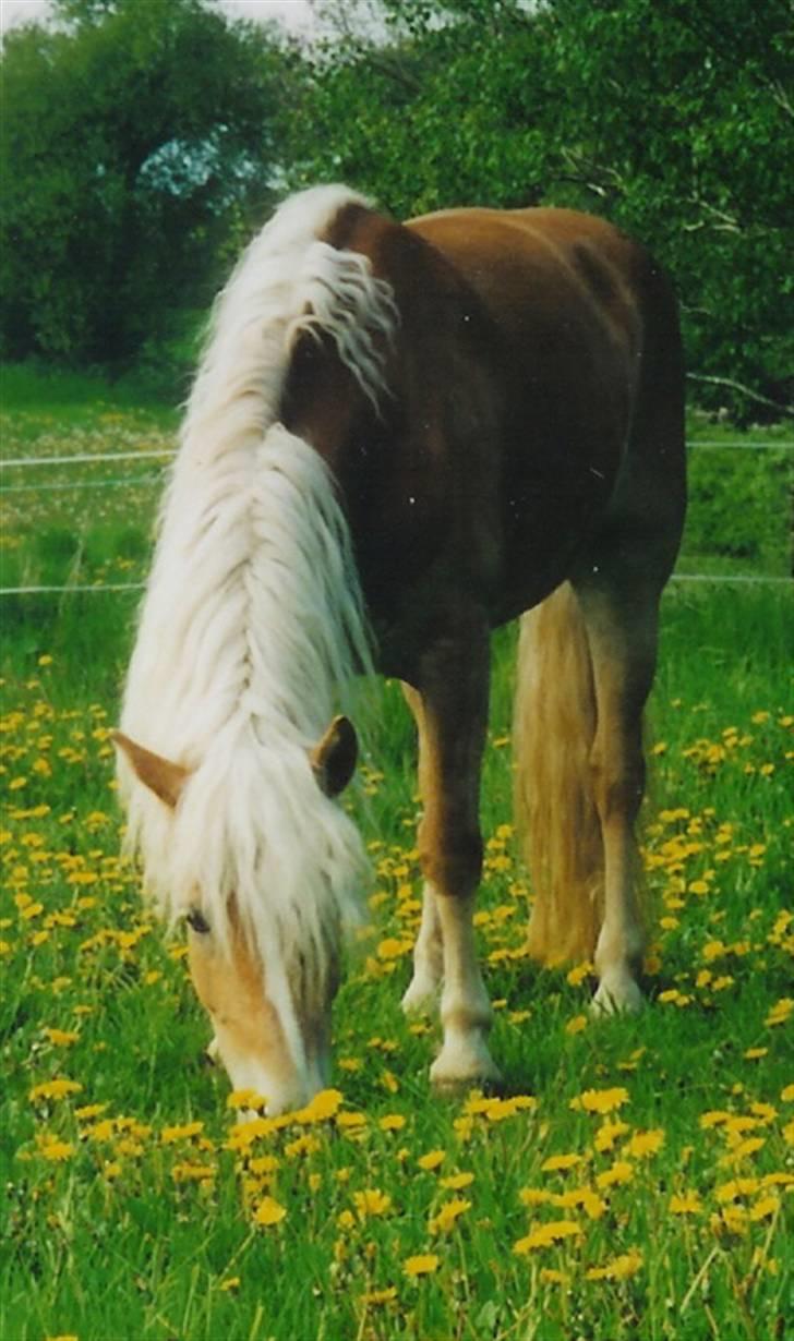 Haflinger Vick-Sabrina Gammelgang billede 2