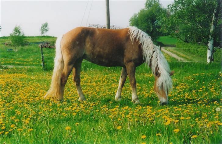 Haflinger Vick-Sabrina Gammelgang - På sommerfold 04 billede 4
