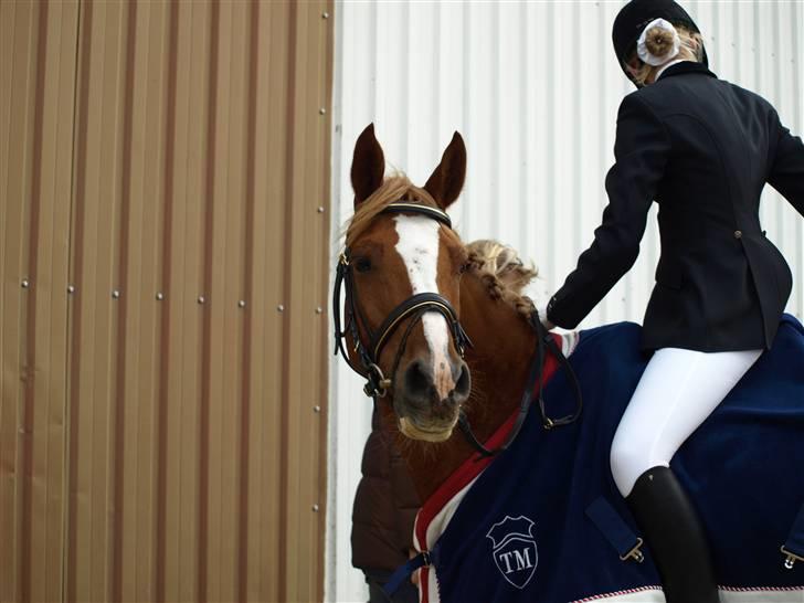 Hollandsk Sportspony Niksnut - (solgt) - Min dejlige pony efter klassen ;o) <3 og mig heh:$ billede 2