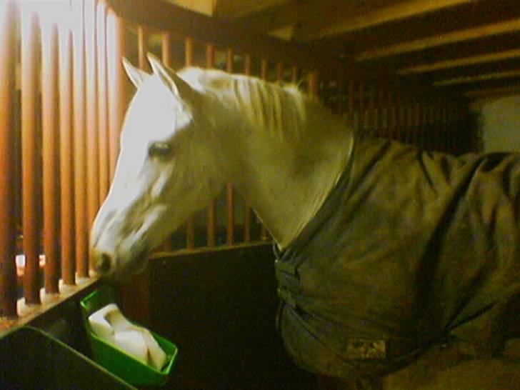 DSP Aaby's Kimba - R.I.P :'( - Kimba i sin boks en kold vinteraften :) billede 9