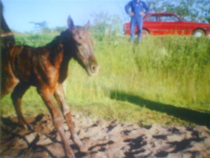 DSP Aaby's Kimba - R.I.P :'( - Kimba ca. en time gammel :´D <´33  billede 10
