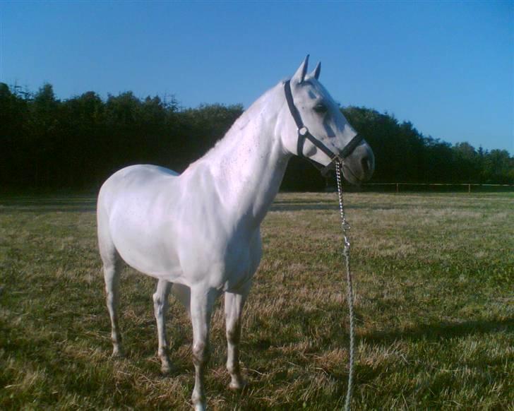 DSP Aaby's Kimba - R.I.P :'( - Kimba - en sommeraften ude på marken :D <´33 billede 11