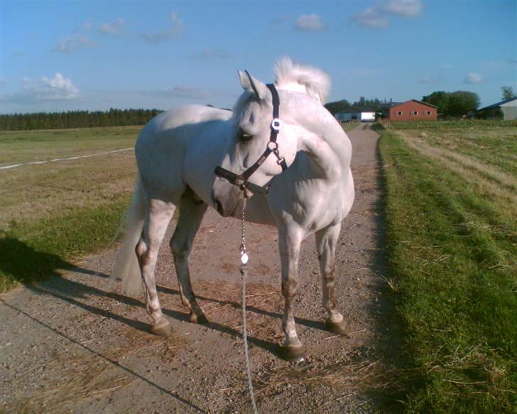 DSP Aaby's Kimba - R.I.P :'( - Kimba - en sommeraften ude på marken :D <´33 billede 12