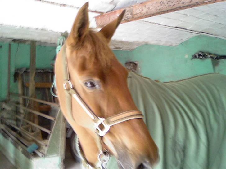 DSP Englykkes Ginger - Min fine pony <3 Giiiiinger, du er min evigt! billede 17