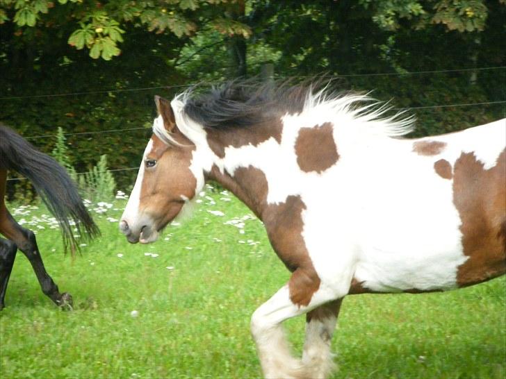 Irish Cob Irish Swan´s Sindi - 4 år  :o) billede 1