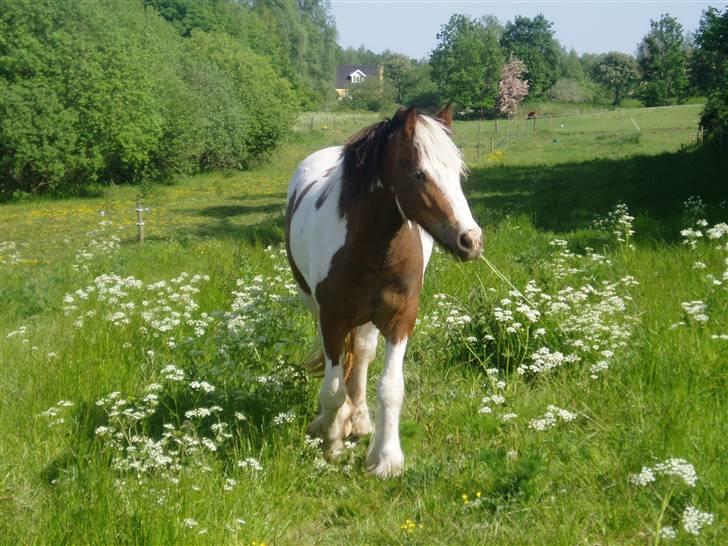 Irish Cob Irish Swan´s Sindi - 2 år. billede 2