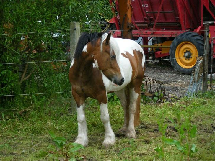 Irish Cob Irish Swan´s Sindi - 4 år, juni 2010 billede 5