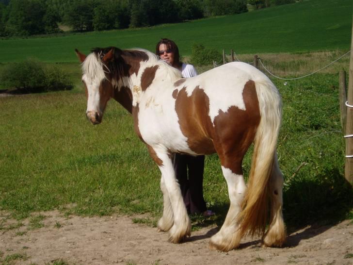 Irish Cob Irish Swan´s Sindi - Sindi og Maria billede 6