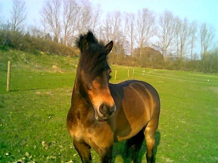 Dartmoor stjerne  - er hun ikk smuk<33 billede 1