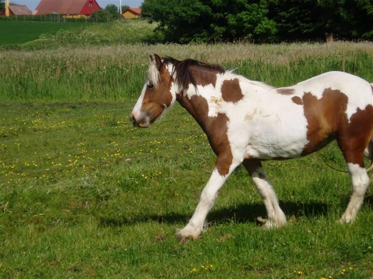 Irish Cob Irish Swan´s Sindi billede 8