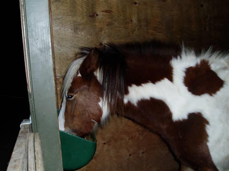 Irish Cob Irish Swan´s Sindi - Dejligt med mad  :o) billede 9