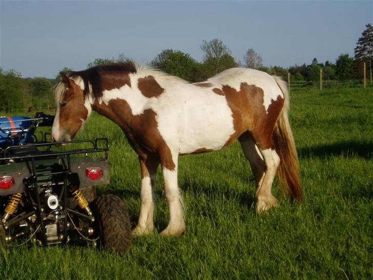 Irish Cob Irish Swan´s Sindi - Hvad er mon det billede 10