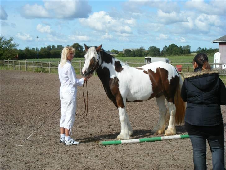 Irish Cob Irish Swan´s Sindi - Mig og Sindi til hendes kåring 2009 billede 11