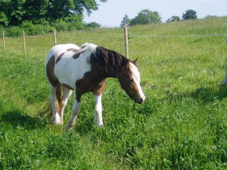 Irish Cob Irish Swan´s Sindi - 3 år, Sommer 2009 billede 12