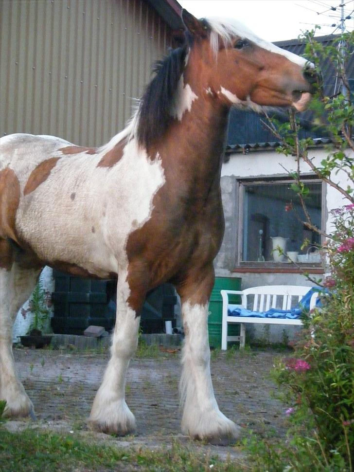 Irish Cob Irish Swan´s Sindi - 4 år, juli 2010 billede 13