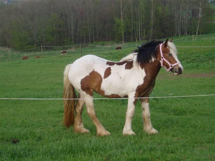 Irish Cob Irish Swan´s Sindi billede 14