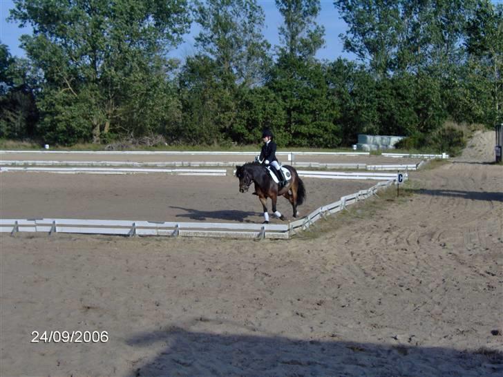 Dartmoor stjerne  - Mia & Stjerne  billede 2