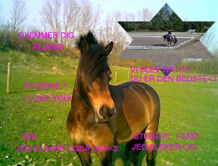 Dartmoor stjerne  - <33 billede 3