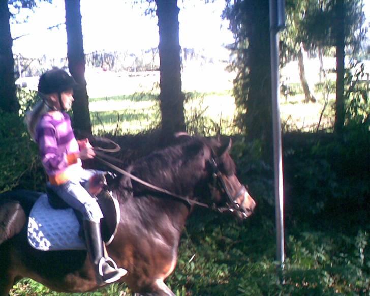 Dartmoor stjerne  - Celine % Stjerne første gang de rider sammen <3  billede 4