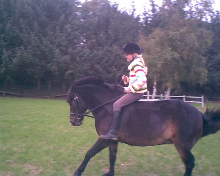 Dartmoor stjerne  - på spring banen uden sadle <3 så ska der jo et lille bukke spring til ikk?<33 billede 5