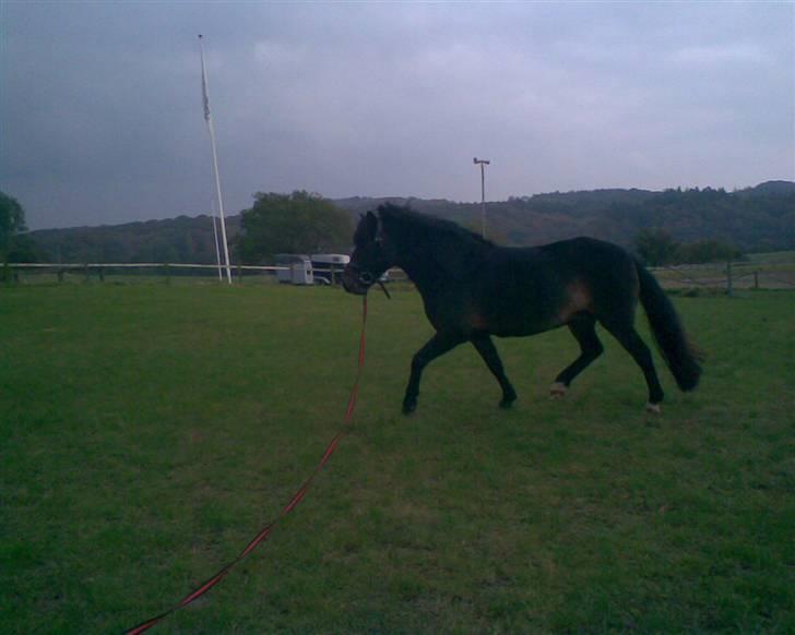 Dartmoor stjerne  - på spring banen samme dag som før hun blev lidt vild så vi måtte longsere hende <33 billede 6