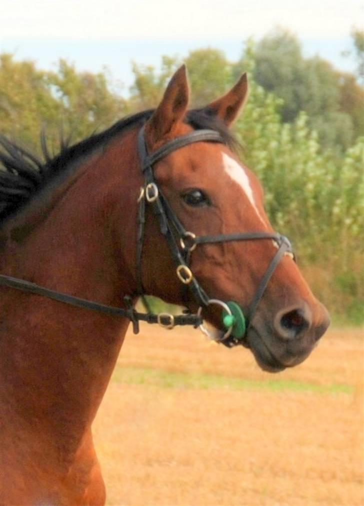 Hollandsk Sportspony *Ravnholts Jasmin*R.I.P billede 1