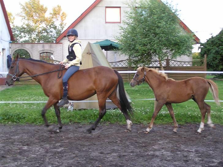 Hollandsk Sportspony *Ravnholts Jasmin*R.I.P billede 2