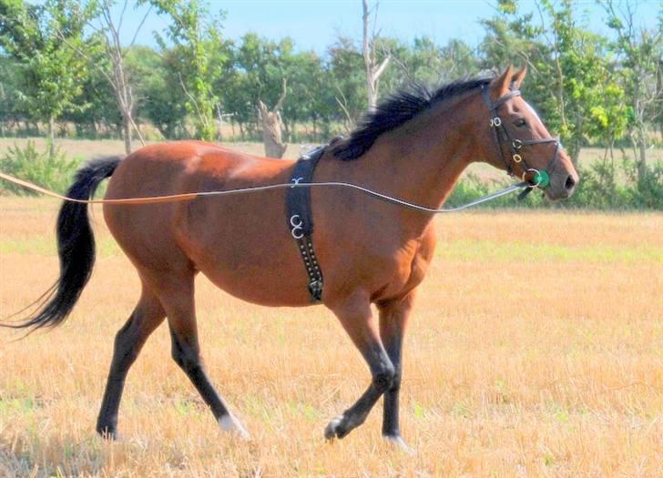 Hollandsk Sportspony *Ravnholts Jasmin*R.I.P billede 3