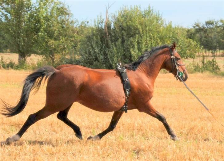 Hollandsk Sportspony *Ravnholts Jasmin*R.I.P billede 4