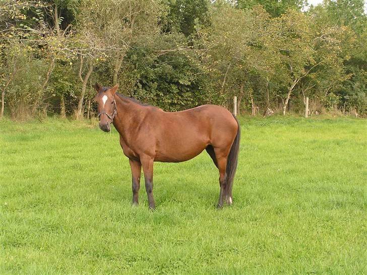 Hollandsk Sportspony *Ravnholts Jasmin*R.I.P billede 5