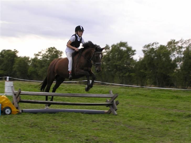 Hollandsk Sportspony *Ravnholts Jasmin*R.I.P billede 6