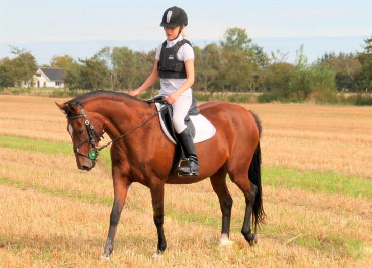 Hollandsk Sportspony *Ravnholts Jasmin*R.I.P billede 7