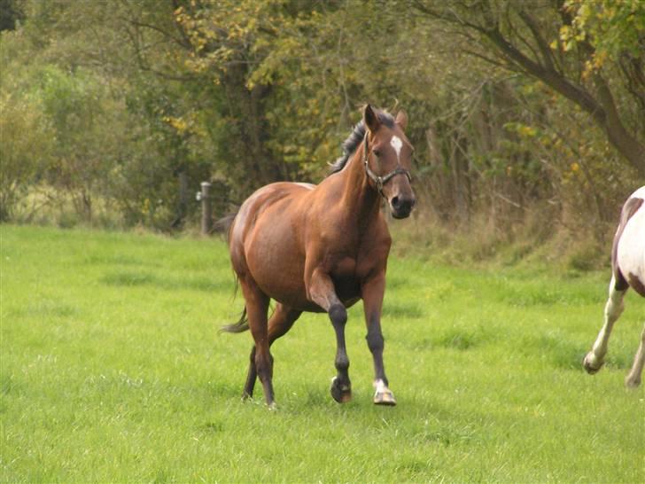 Hollandsk Sportspony *Ravnholts Jasmin*R.I.P billede 8