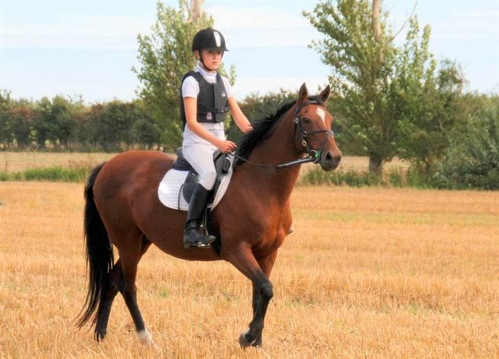 Hollandsk Sportspony *Ravnholts Jasmin*R.I.P billede 9