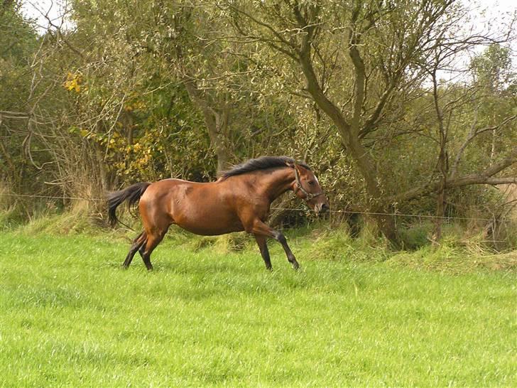 Hollandsk Sportspony *Ravnholts Jasmin*R.I.P billede 10