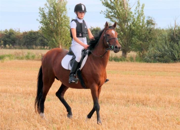 Hollandsk Sportspony *Ravnholts Jasmin*R.I.P billede 11