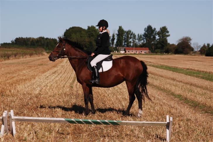Hollandsk Sportspony *Ravnholts Jasmin*R.I.P billede 12