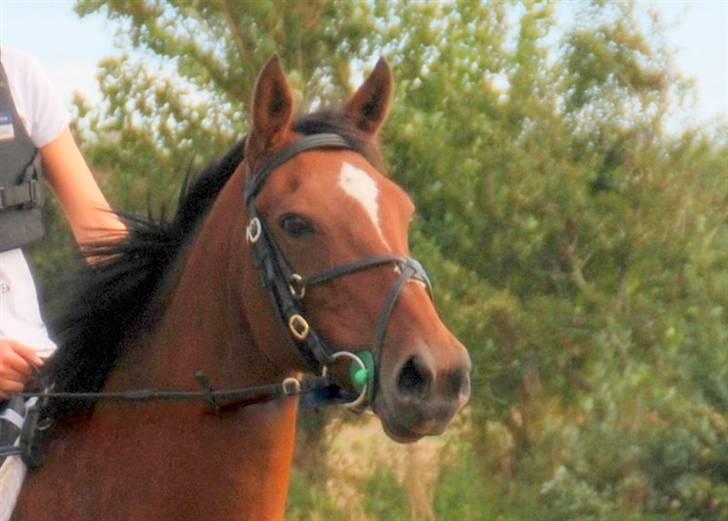 Hollandsk Sportspony *Ravnholts Jasmin*R.I.P billede 13