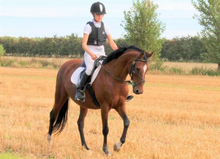 Hollandsk Sportspony *Ravnholts Jasmin*R.I.P billede 14