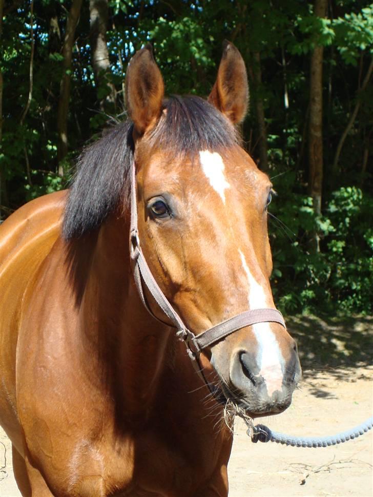 Hollandsk Varmblod Pearly (SOLGT) - 20) Farvel for denne gang. MÅ IKKE KOPIRES ! Foto : NSW photo billede 20