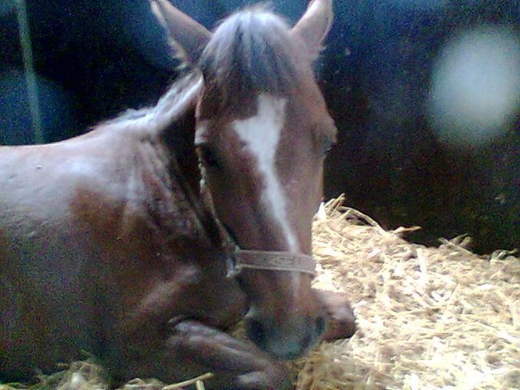 Anden særlig race Buster - GAMMEL PART - han sover lige lidt (; billede 14