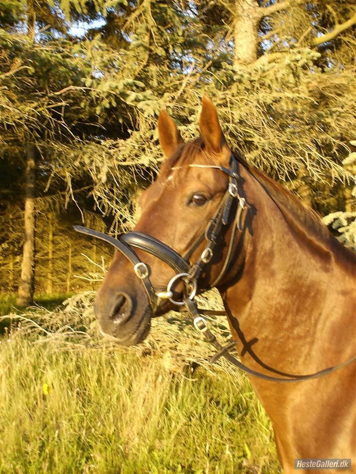 Anden særlig race Rozita - RIP <3. - <333 billede 4