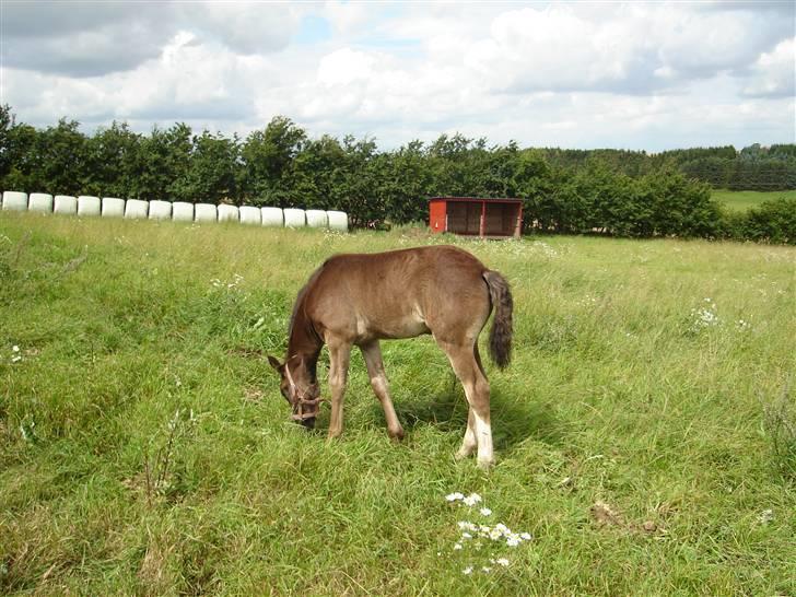 Welsh Cob (sec D) De Busies Prestige - Min smukke Prestige billede 1