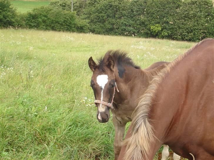 Welsh Cob (sec D) De Busies Prestige - Jeg  står lige og  titter ud bag min moar billede 2