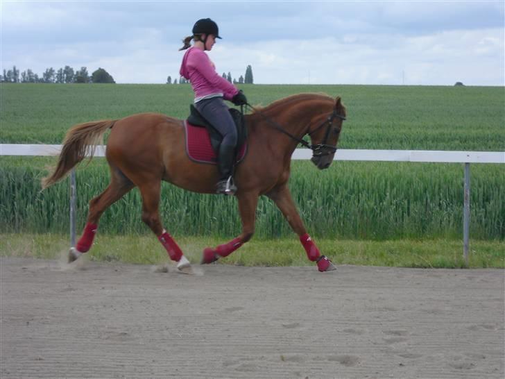 Anden særlig race \\Romeo - SOLGT ! - Dejlige Romeo :D billede 15
