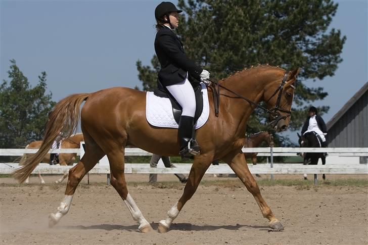 Anden særlig race \\Romeo - SOLGT ! - Smukke Romeo. Fra Klubmesterskab 2008. billede 16