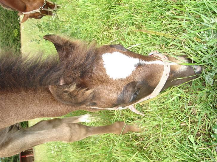 Welsh Cob (sec D) De Busies Prestige - mums græs billede 3