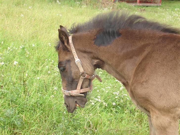 Welsh Cob (sec D) De Busies Prestige - jeg vrænger lige på mulen... billede 4