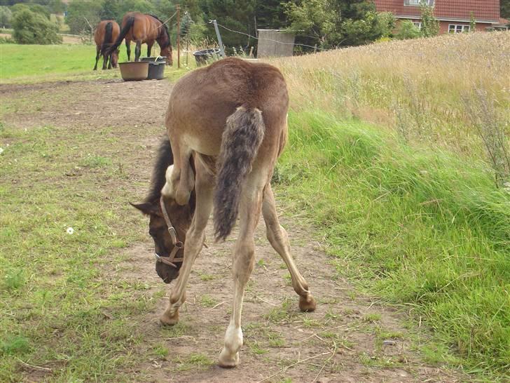 Welsh Cob (sec D) De Busies Prestige - Ih hvor det klør billede 5