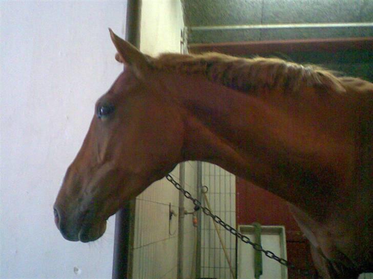 Anden særlig race \\Romeo - SOLGT ! - Romeo fra siden, Nice :D billede 20